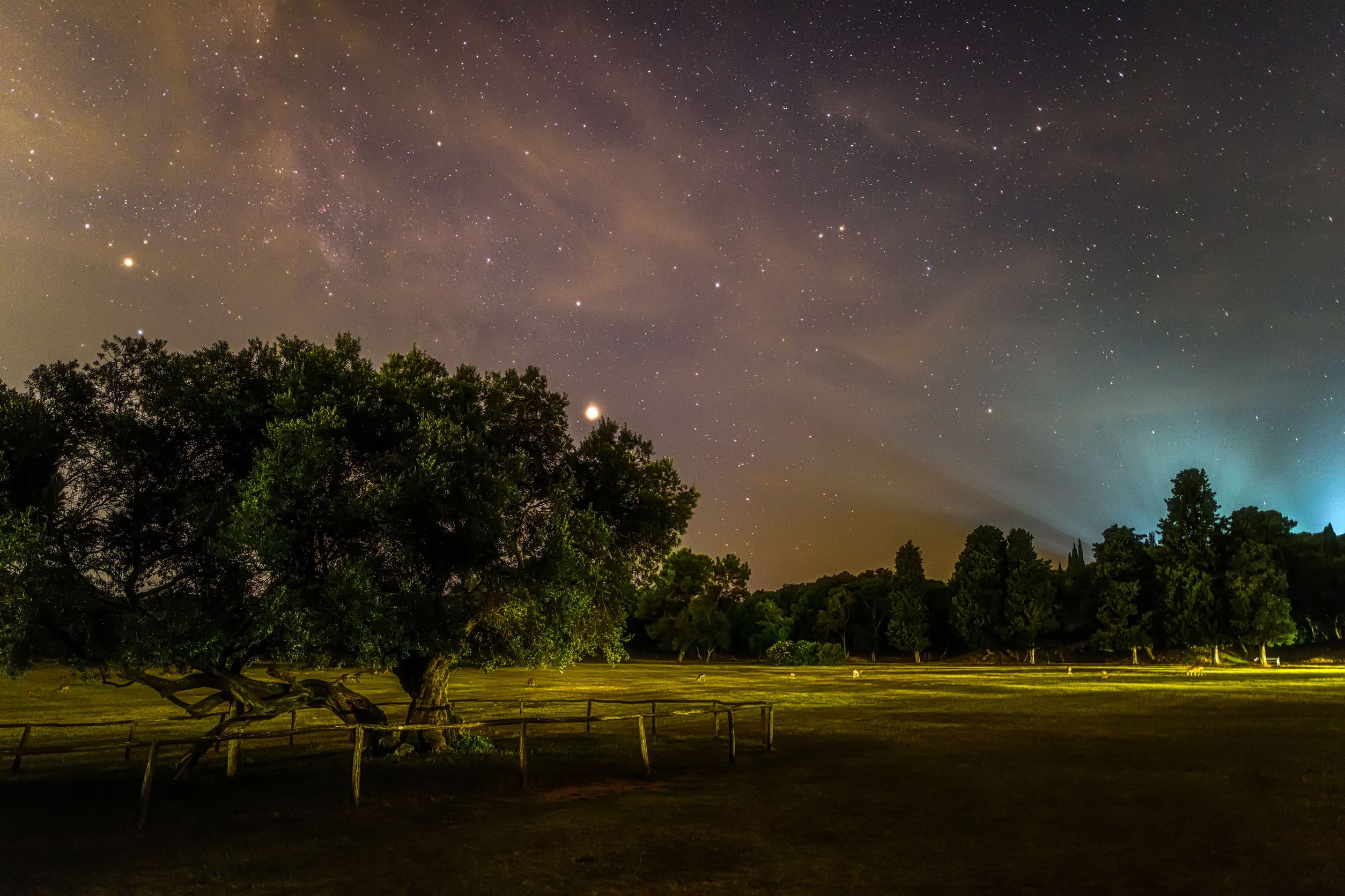 A 1600-year-old olive tree with milky way in the night, Brijuni National Park, Croatia