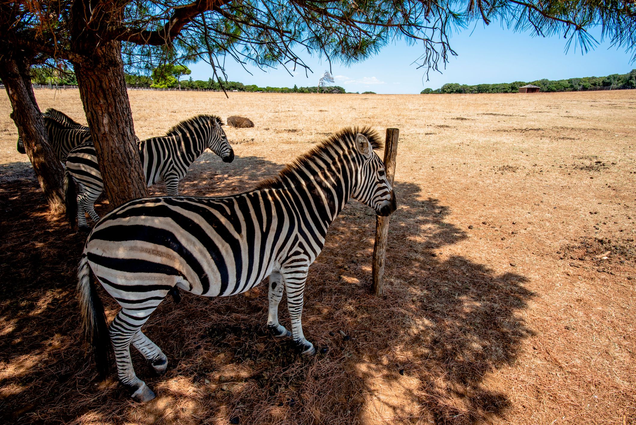 zebra ve stínu stromu na pastvinách zoo na ostrovech Brijuni v Chorvatsku