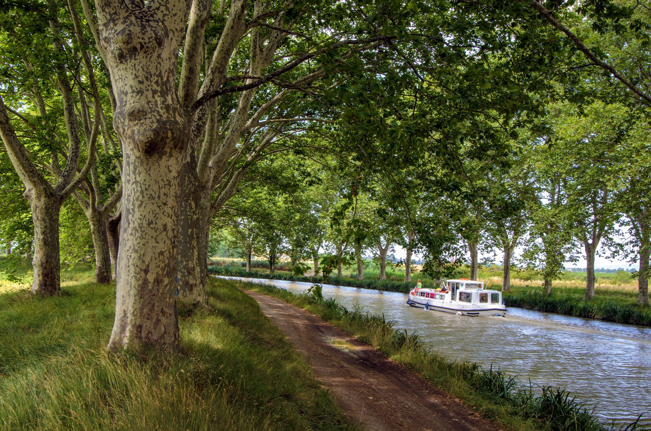 A pleasure boat cruising between the plane trees that lie along the Canal Du Midi In France