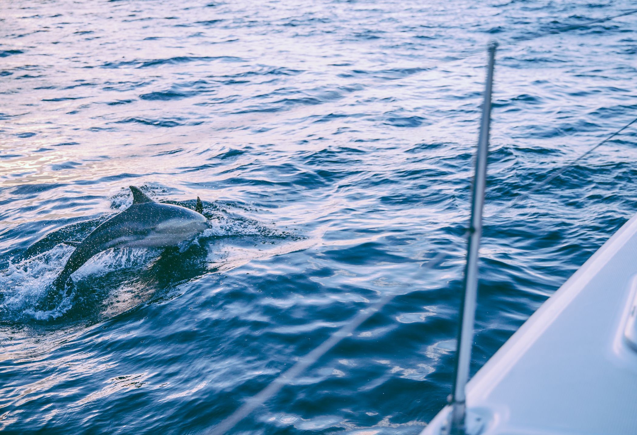 Sailing with dolphins in Cape Town,South Africa.