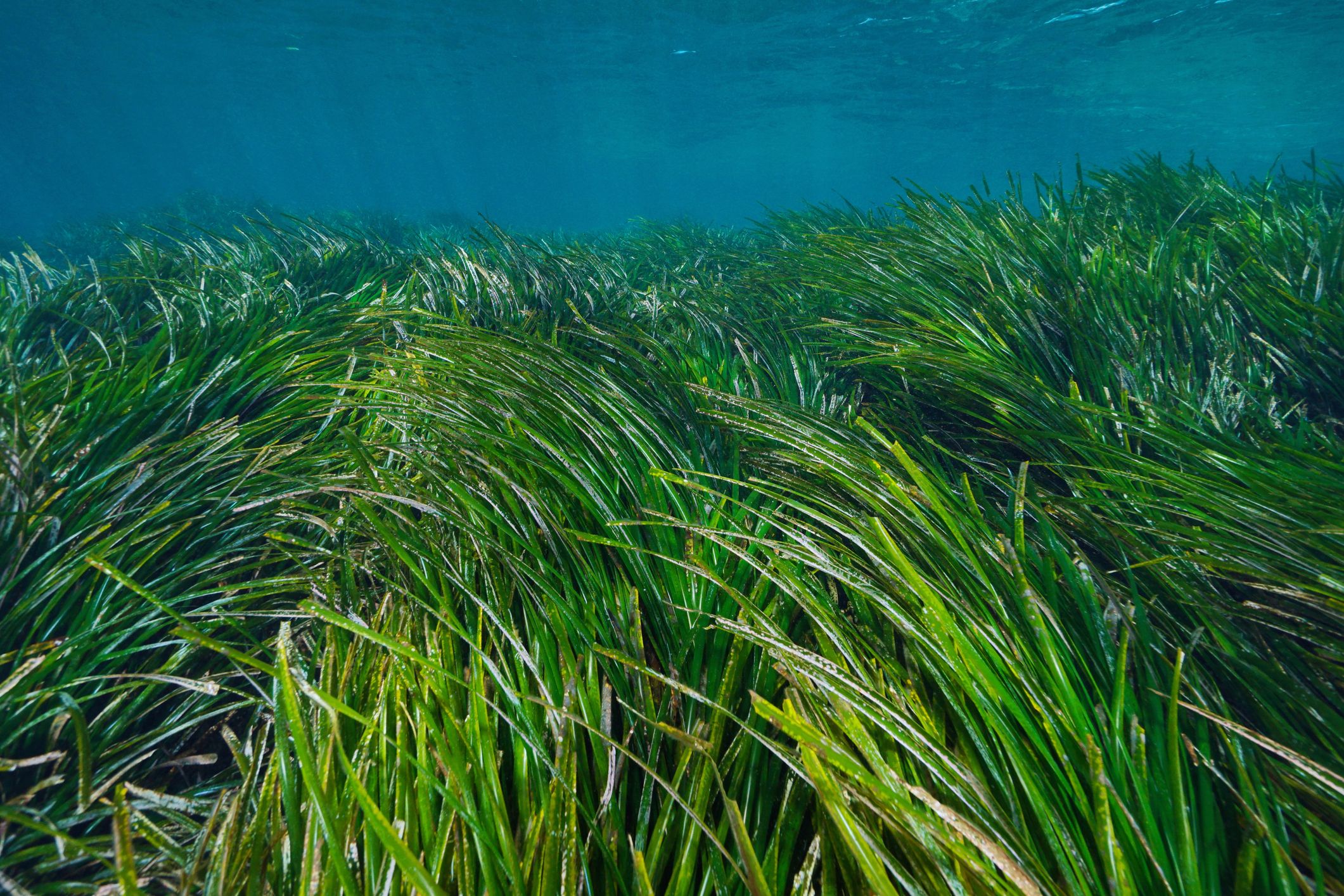 Posidonia oceanica is a protected seagrass found in the Mediterranean. It’s vital for marine life and water quality. Avoid anchoring on it – it’s legally protected.