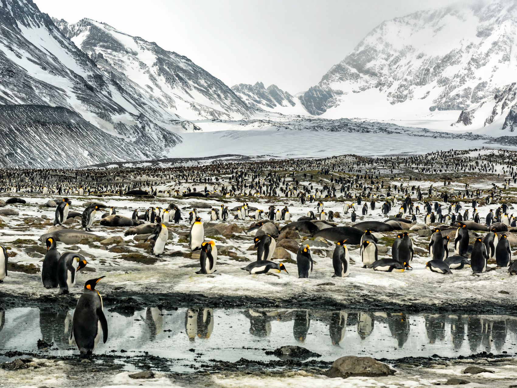 penguins in antartica