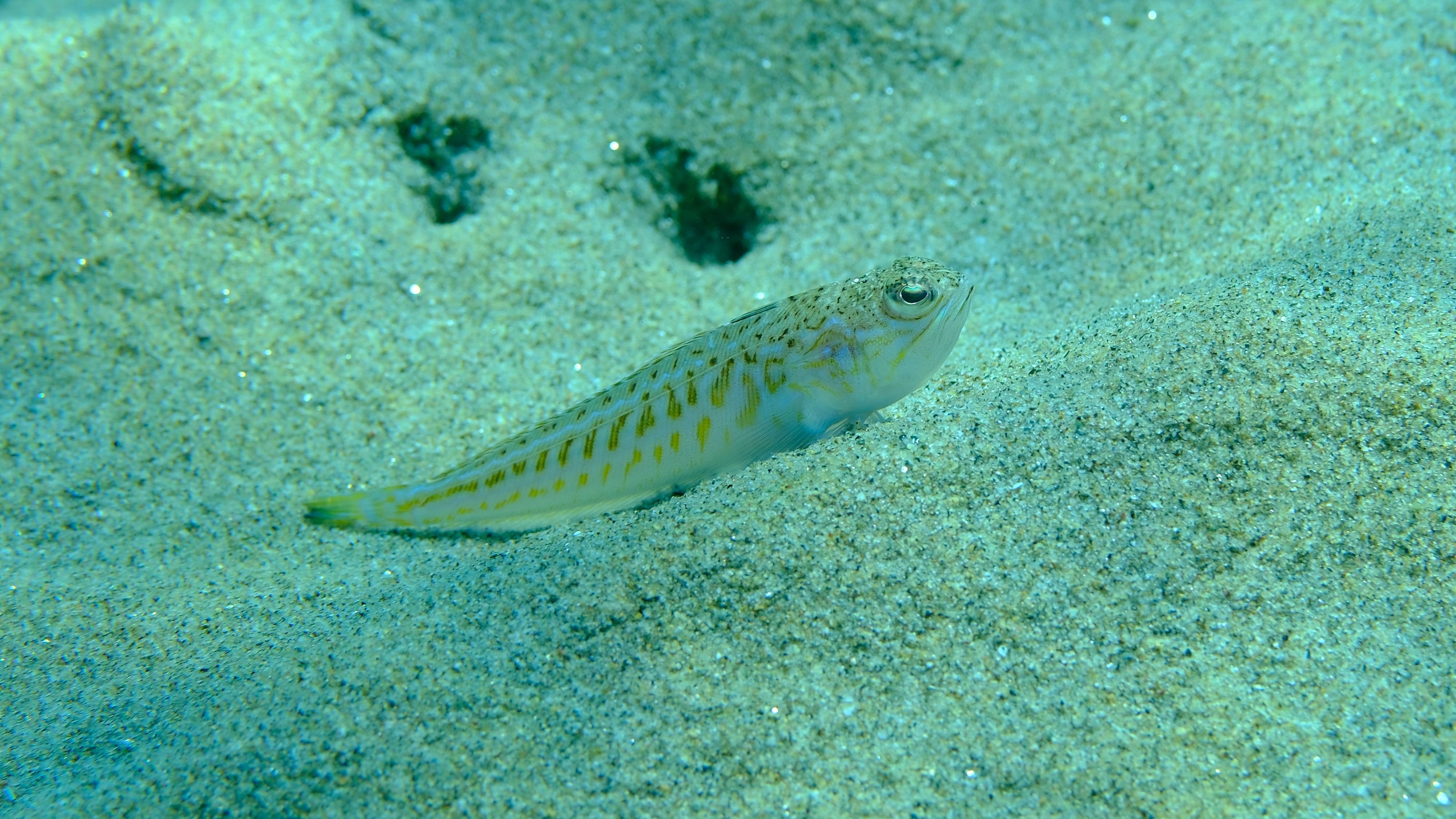 Weever or greater weever (Trachinus draco) undersea, Aegean Sea, Greece, Halkidiki, Pirgos beach