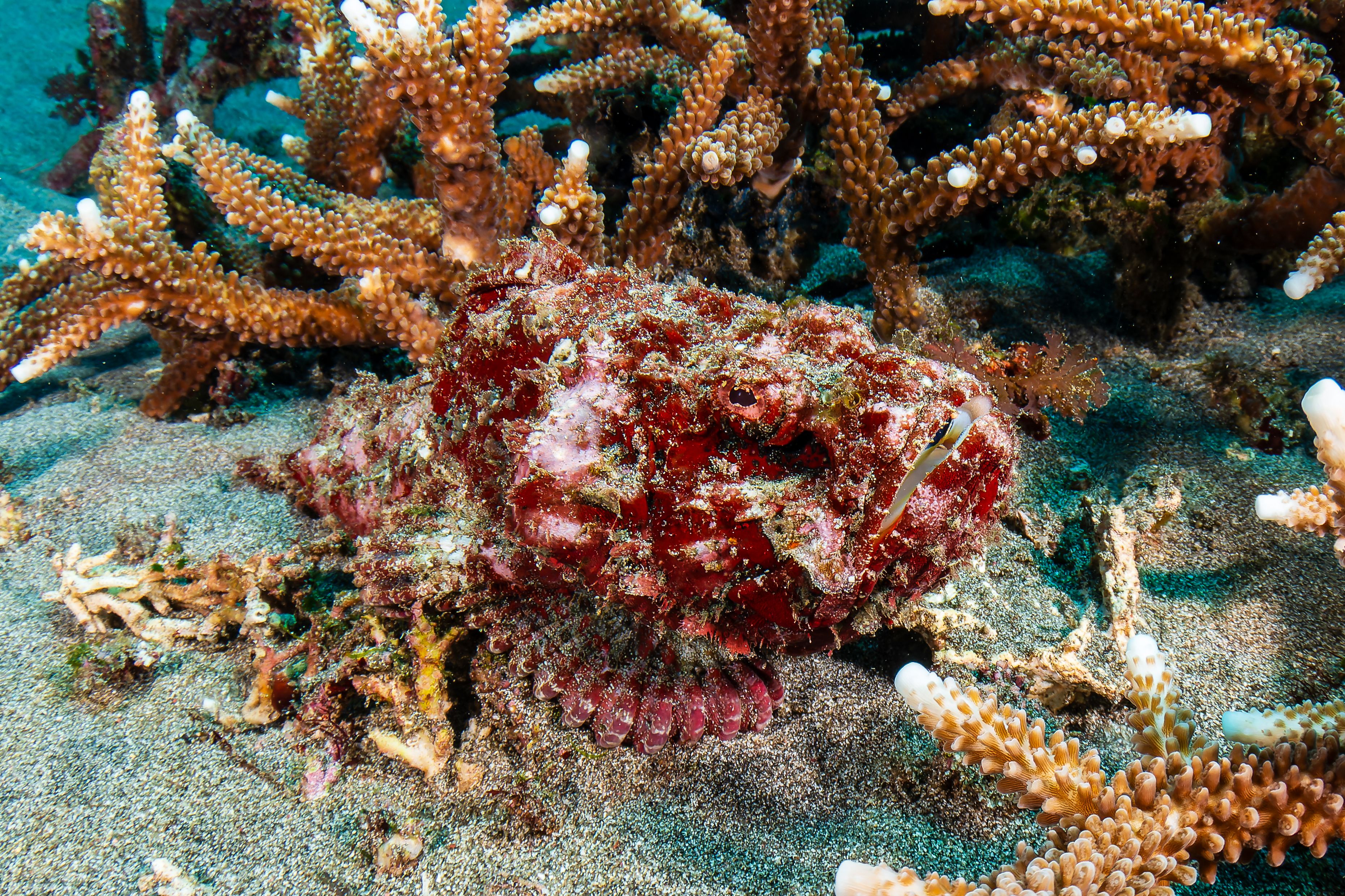 Venemous Scorpionfish on a coral reef