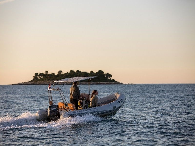 Stingher 550 | Stingher