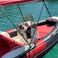 Joker 520 | Clubman