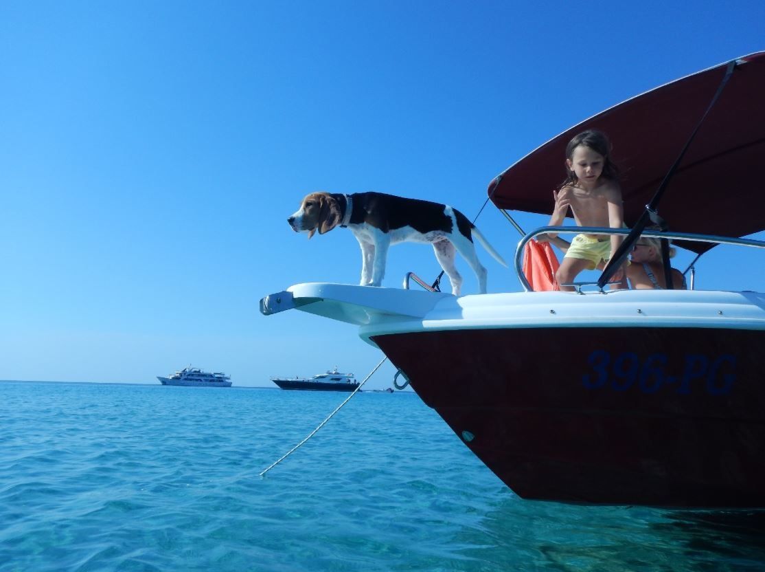 Custom Built 500 | Gringo