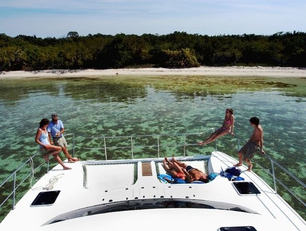 Africat 420 | Suzy Q