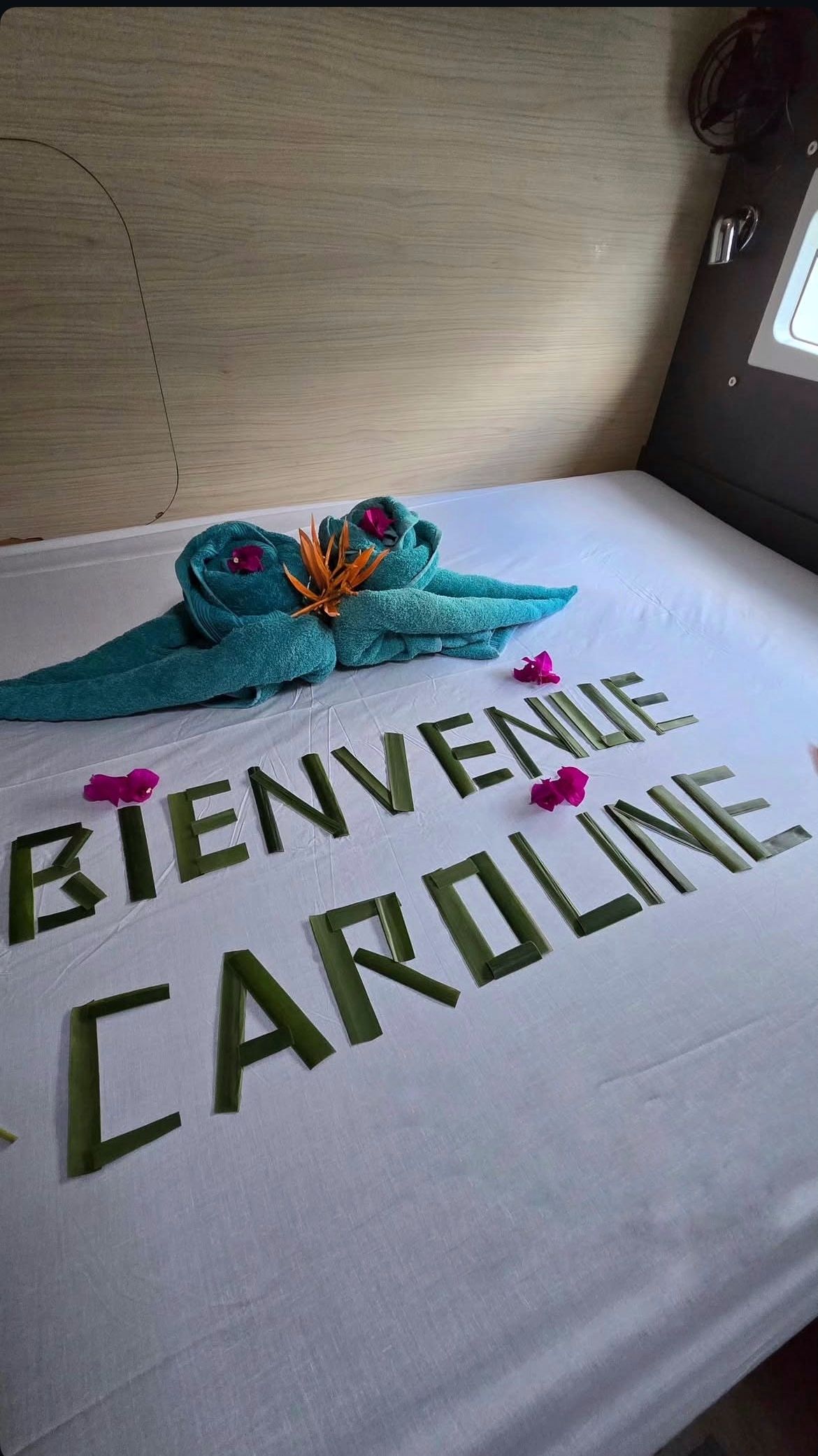 Catlante 720 | Eye Candy