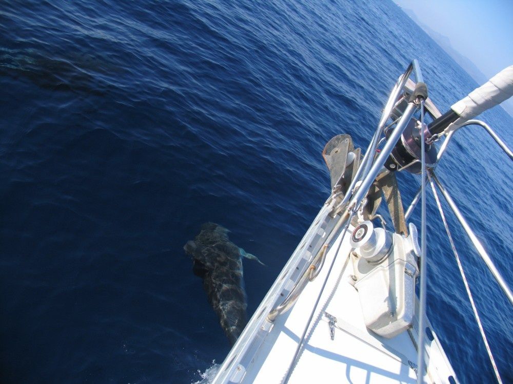 Dromor Triton 48 | Ageri