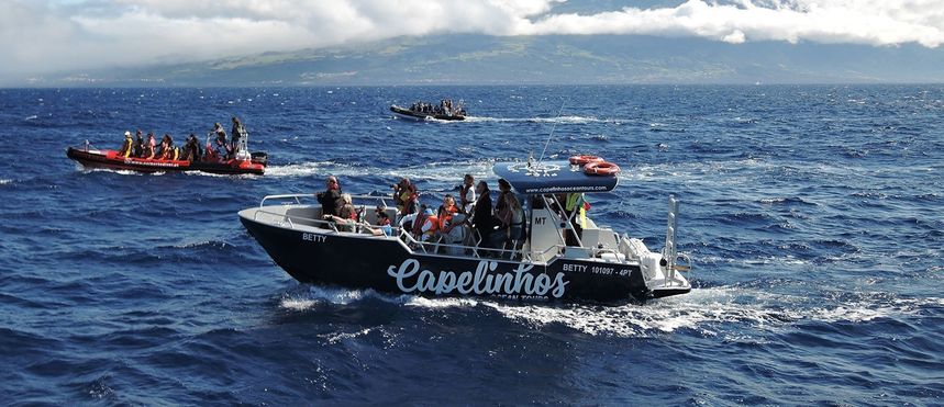 Moggaro M950 | Betty