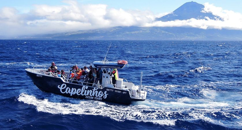 Moggaro M950 | Betty