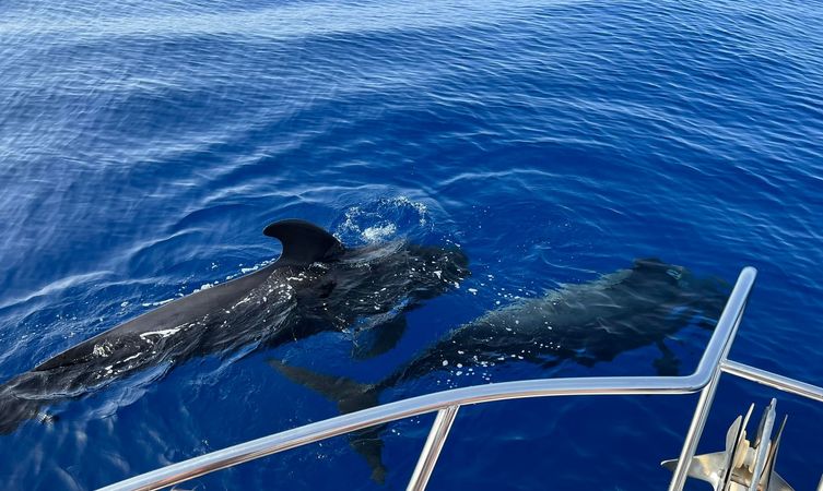 Bertram 28 Flybridge | Sea Passion