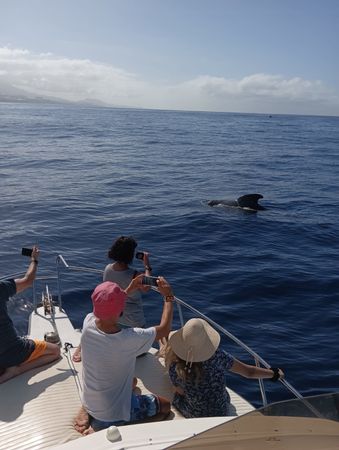 Bertram 28 Flybridge | Sea Passion