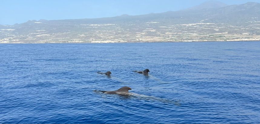 Bertram 28 Flybridge | Sea Passion