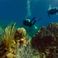 Nassau: En Ukelang  Katamaranferie med Dykking