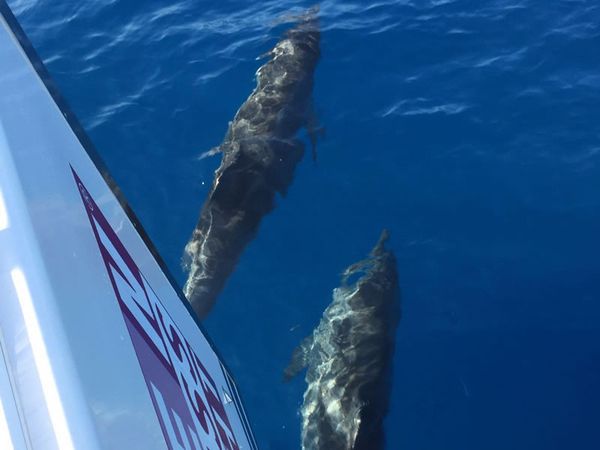 Hanse 575 | Benswiss Yacht