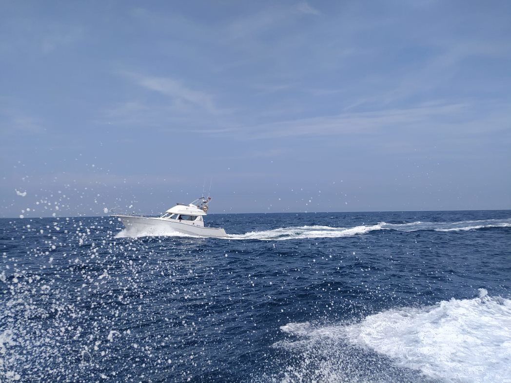 Rodman 1250 | Zafiro