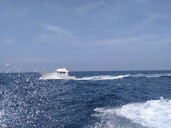 Rodman 1250 | Zafiro