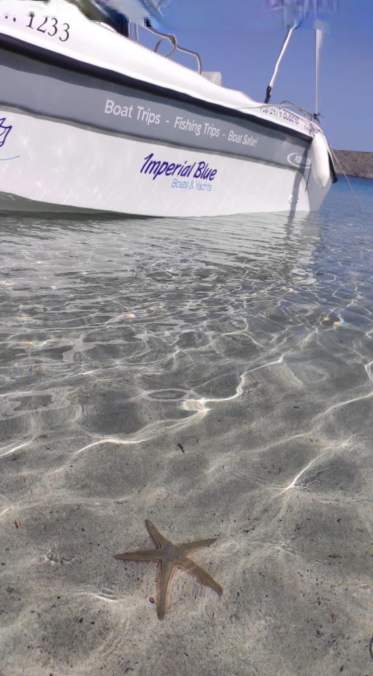 Poseidon Blu Water 170 | Honey Bee