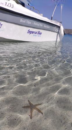 Poseidon Blu Water 170 | Honey Bee