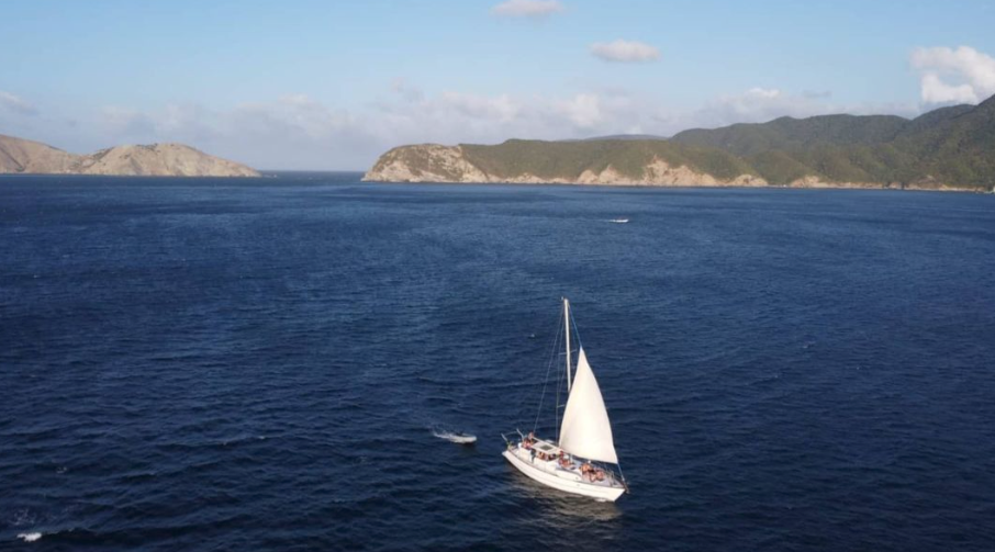 Cooper Maple Leaf 56 | Artivela