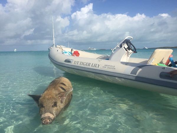 Lagoon 620 | Tiger Lily