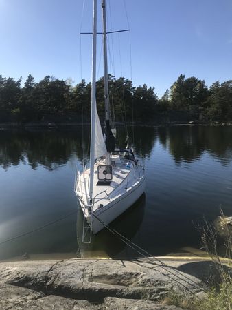 Albin Scampi 30 | Lady Godiva