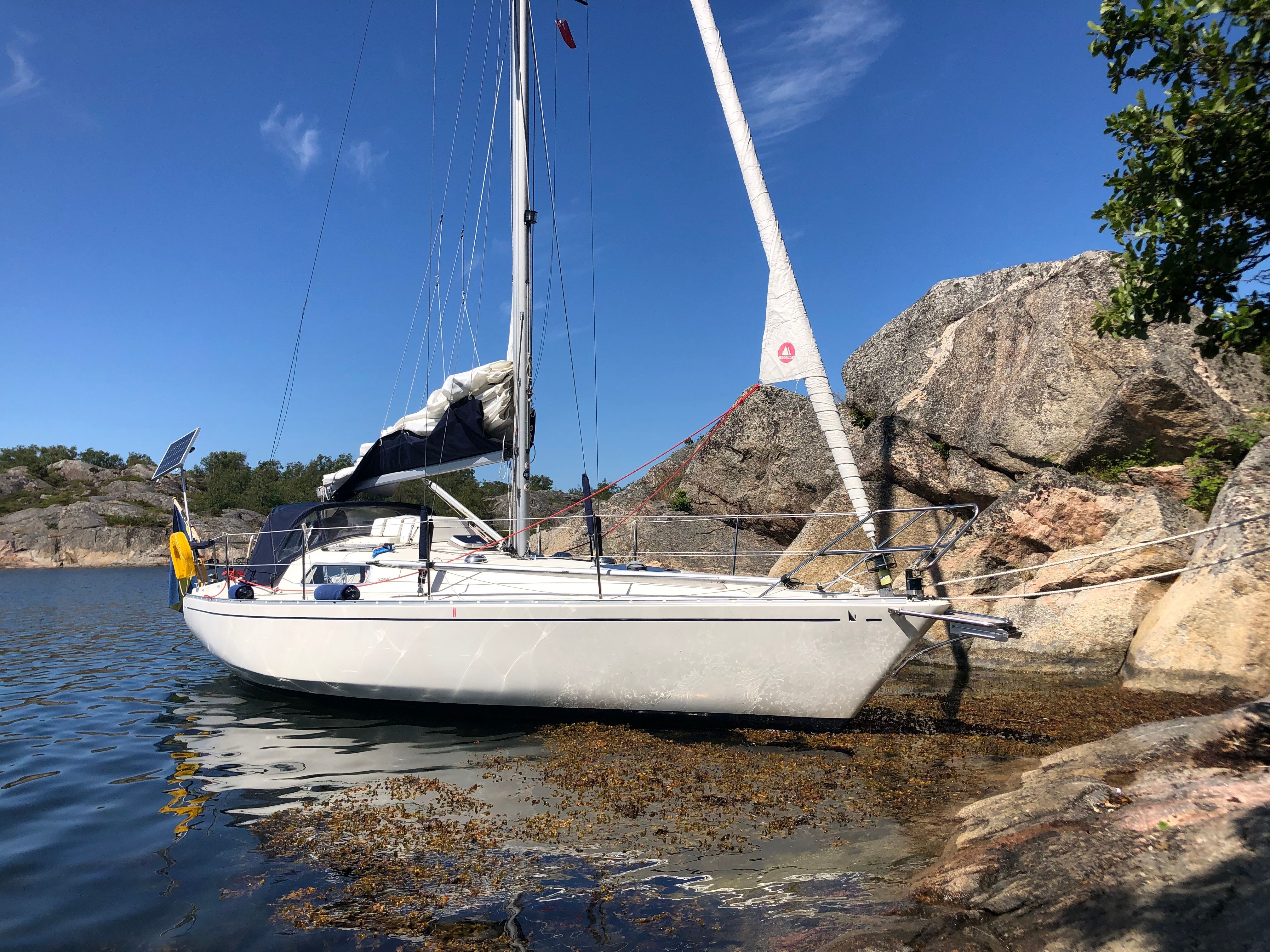 Albin Scampi 30 | Lady Godiva