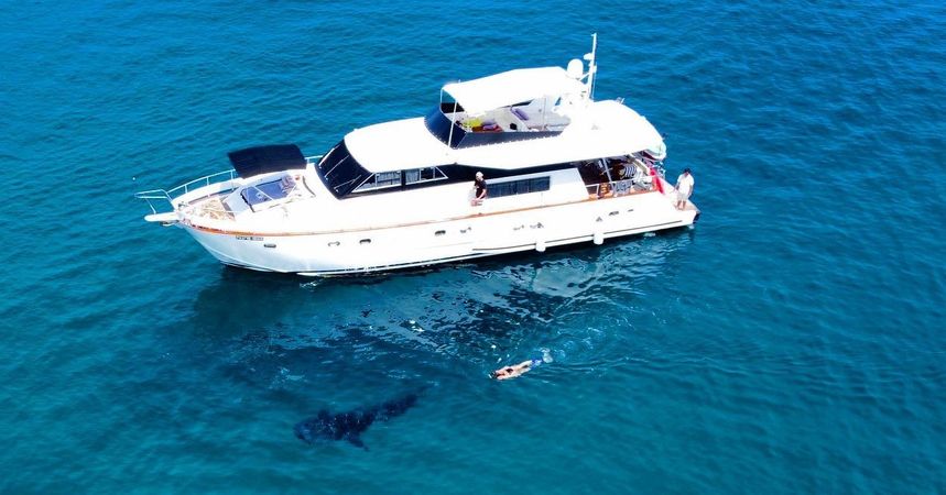 Falcon 650 | Fascination