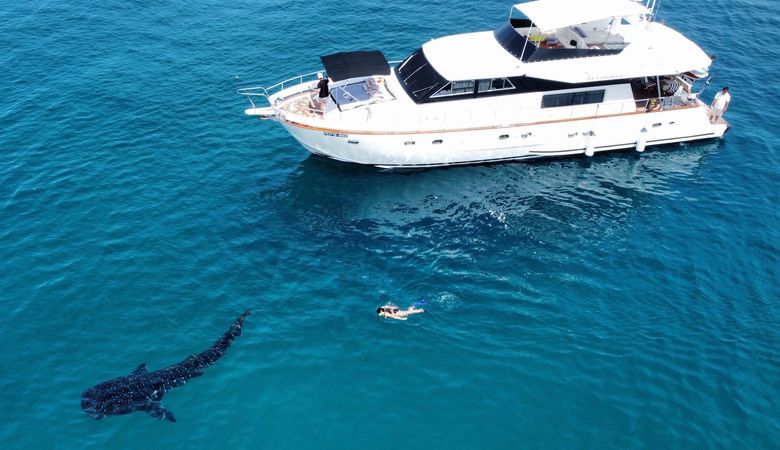 Falcon 650 | Fascination