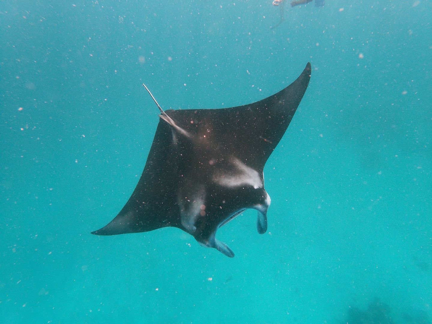 Falcon 650 | Fascination