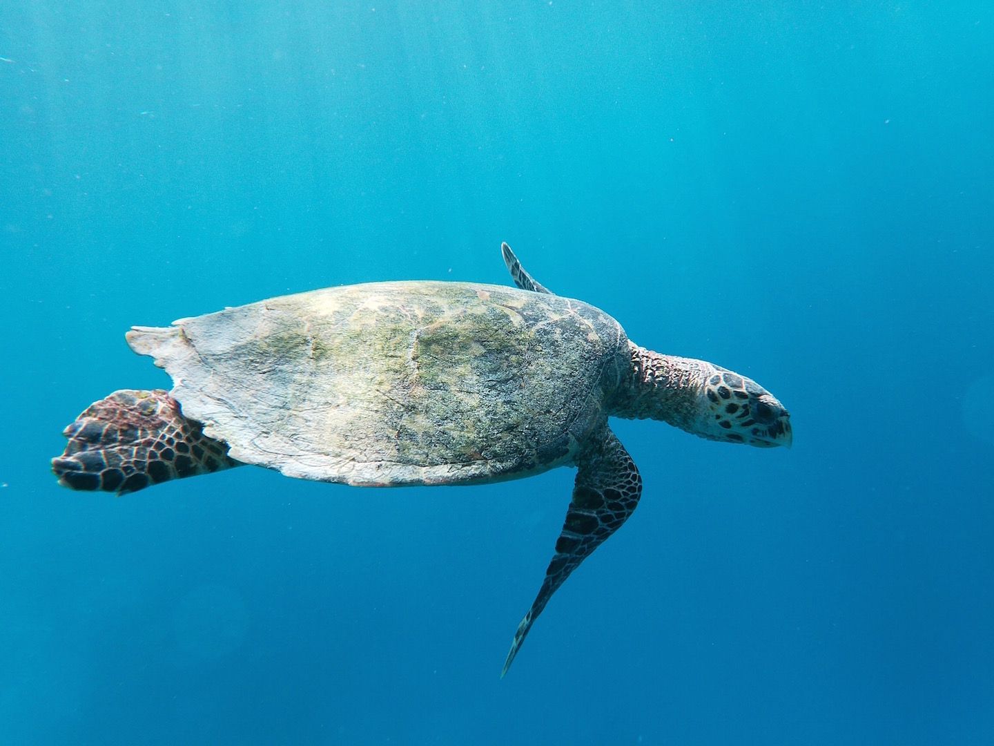 Falcon 650 | Fascination