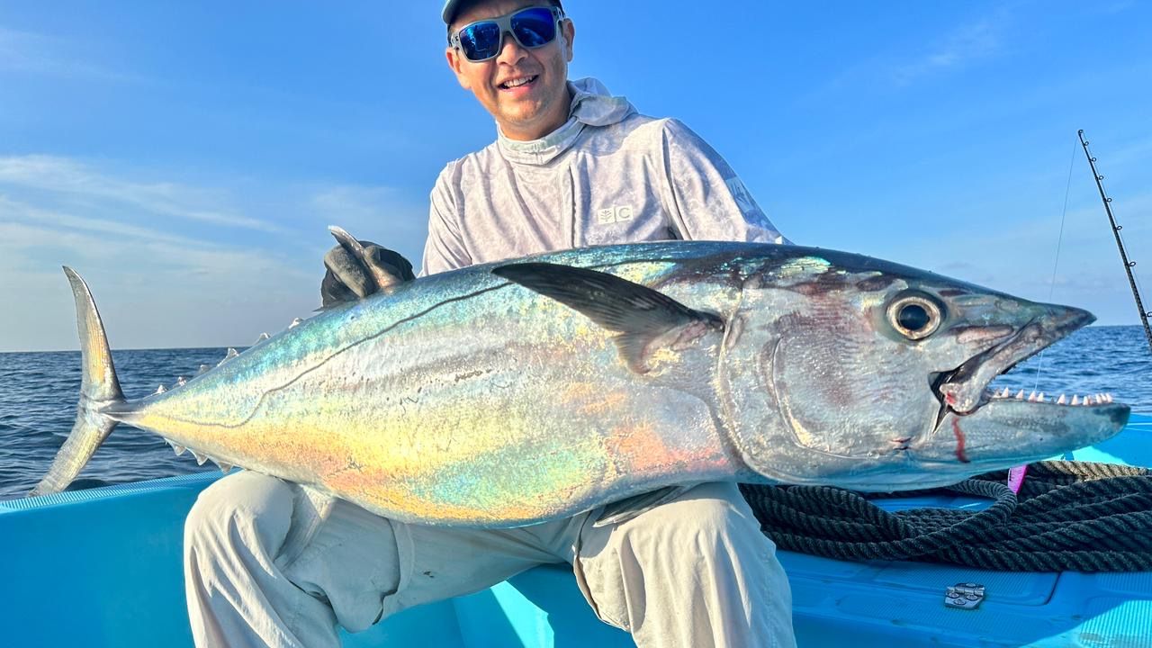 Falcon 650 | Fascination