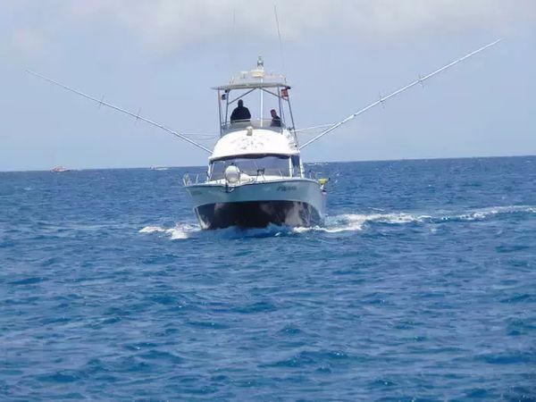 Rodman 1250 | Blue Marlin 3