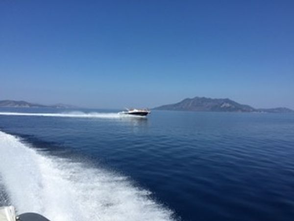 Kelt White Shark | White Shark