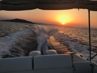 Kelt White Shark | White Shark