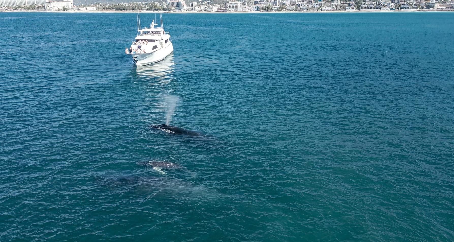 Broward 110 | Amixtli