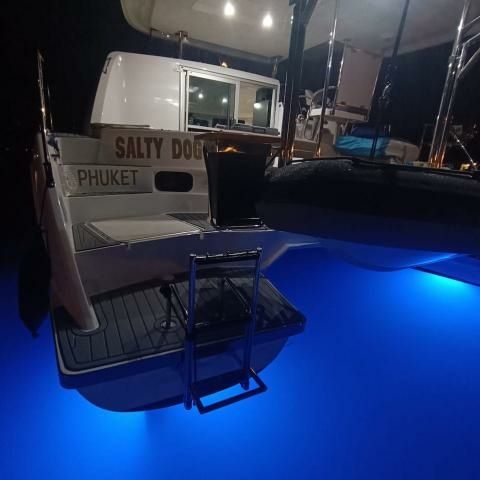 Leopard 384 | Salty Dogs