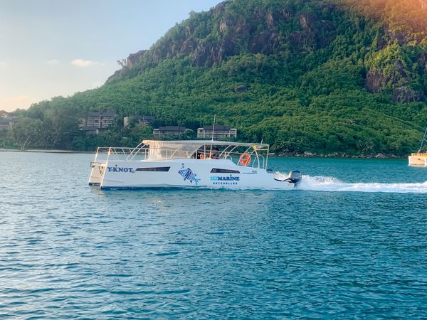 Rayvin 330 | Y-Knot 2