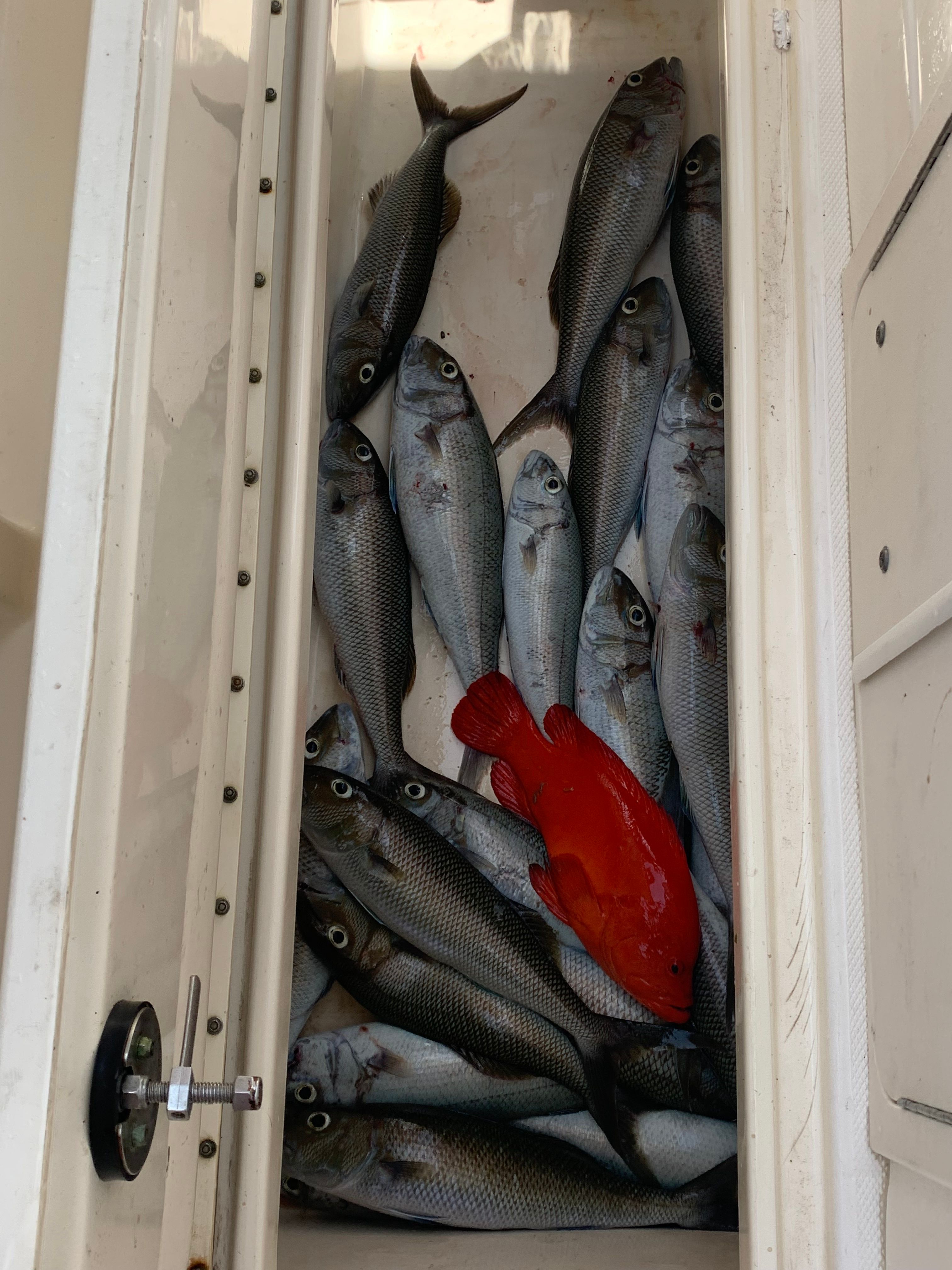 World Cat 280 | El-shaddai