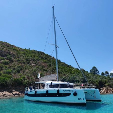 Bali Catsmart | Cocoon