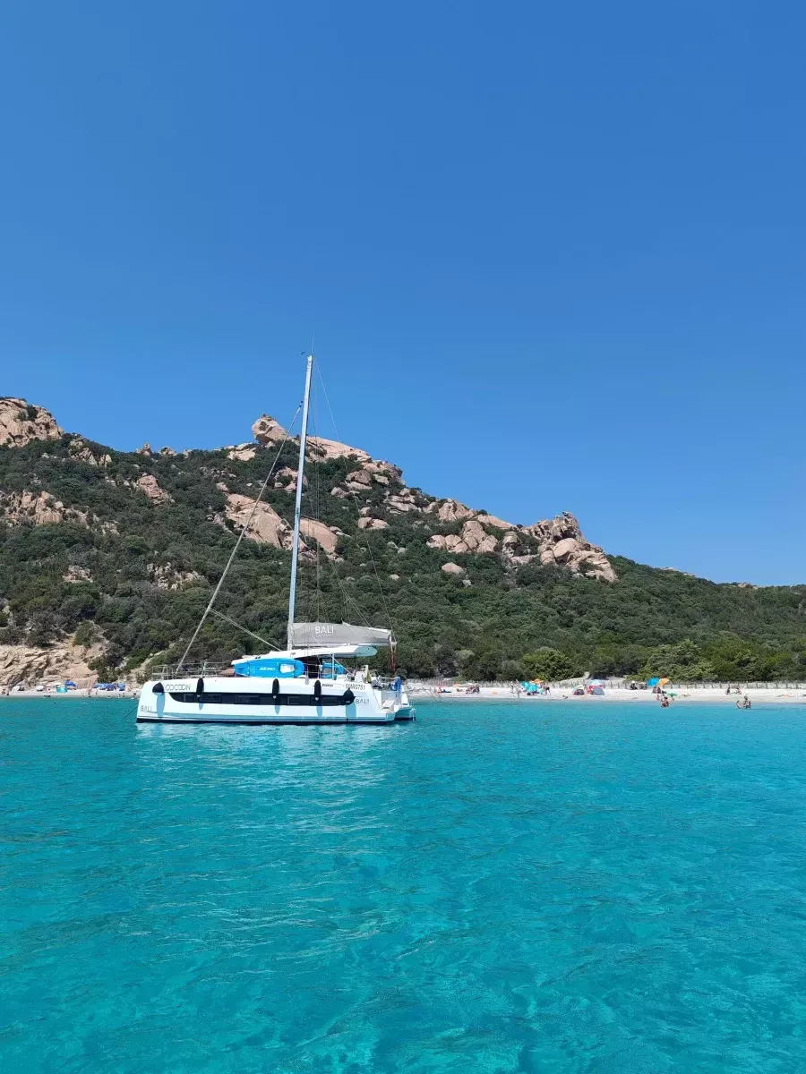 Bali Catsmart | Cocoon