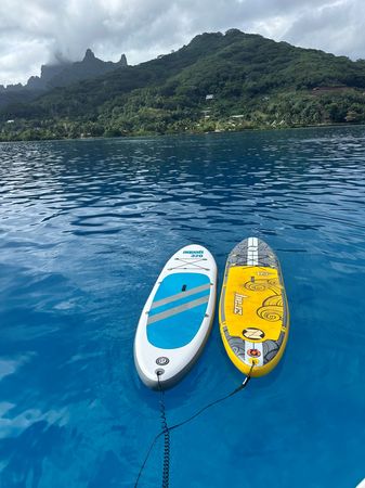 Excess 11 | Albatross