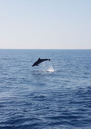 Sunseeker Portofino 32 | Sea Love Experience