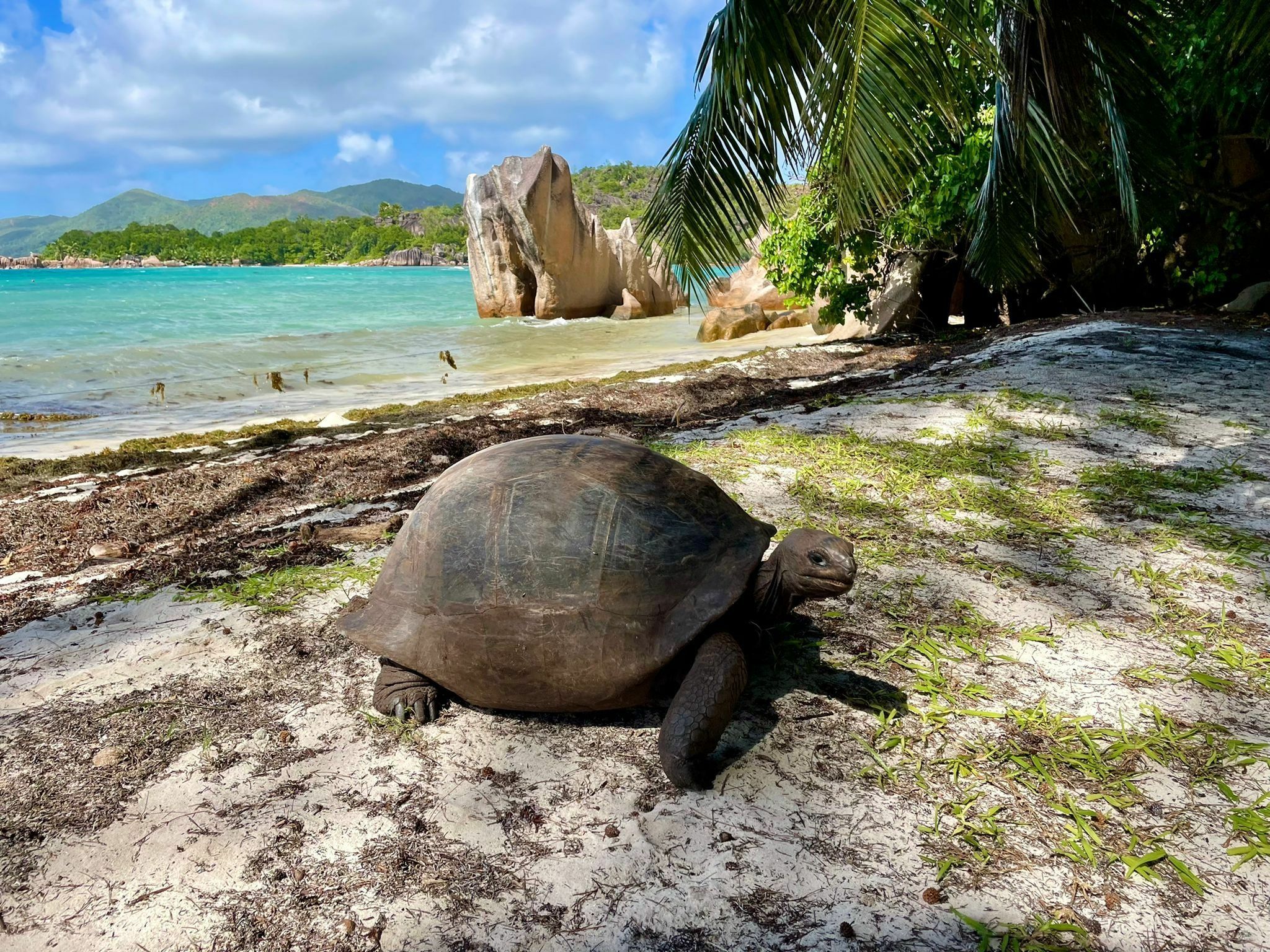 Custom Built 26 | Lady Vivi