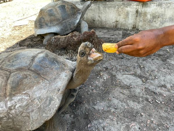 Custom Built 26 | Lady Vivi