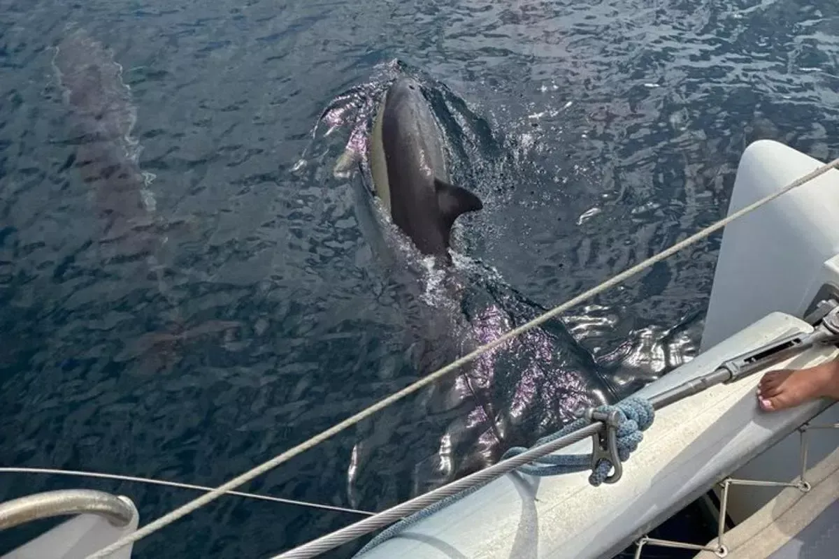 Lagoon 380 | Moby Dick