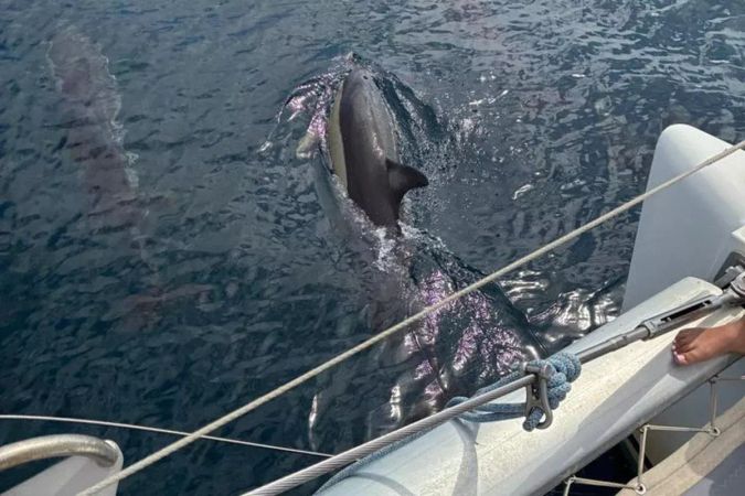 Lagoon 380 | Moby Dick