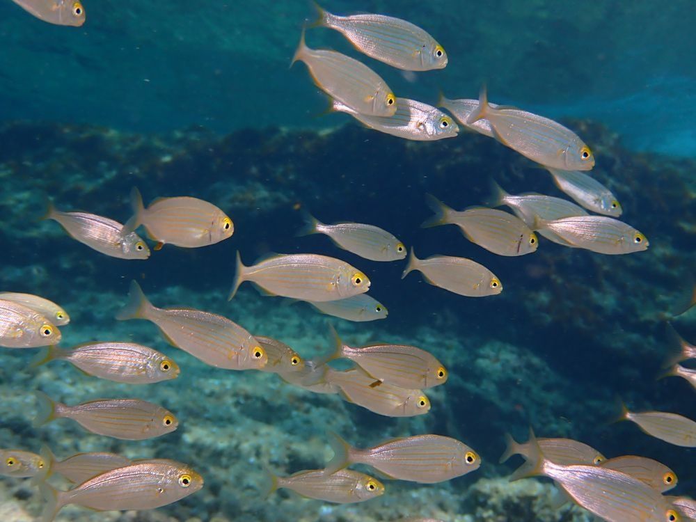 Custom Built 72 | Galaxie